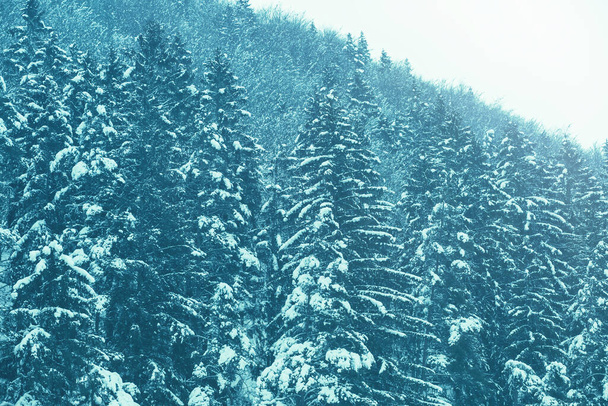 Spruce tree forest covered by snow.Winter season. High quality photo - Zdjęcie, obraz
