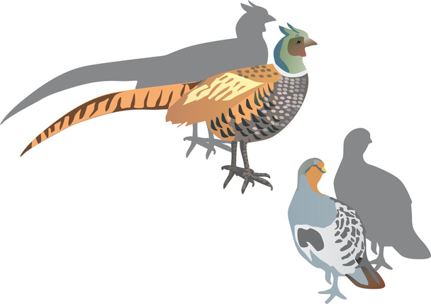 Partridge a Bažant ilustrace - Vektor, obrázek