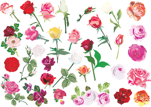 μεγάλη συλλογή από ροδαλά λουλούδια - Διάνυσμα, εικόνα