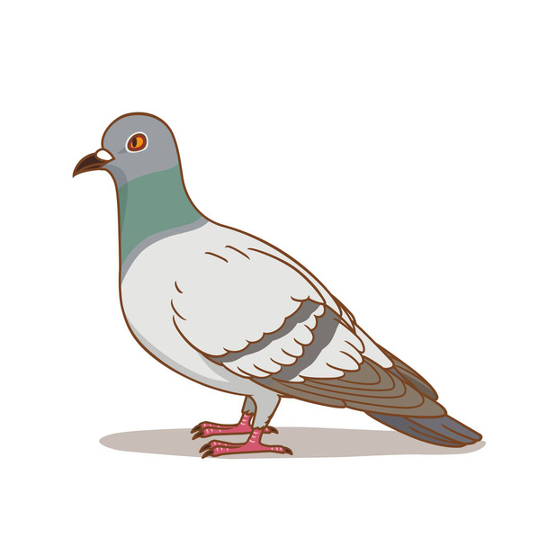 Cartoon illustration of pigeon, Grey dove. - Vector, afbeelding