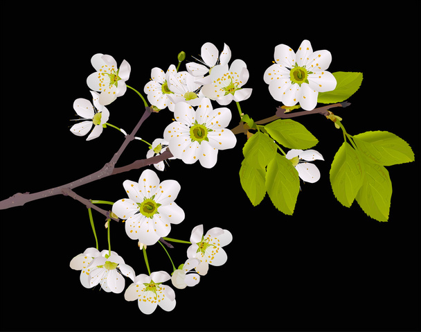 rama con flores de cerezo en negro
 - Vector, Imagen