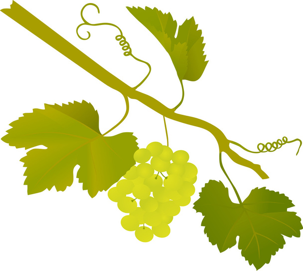 зеленый виноград
 - Вектор,изображение