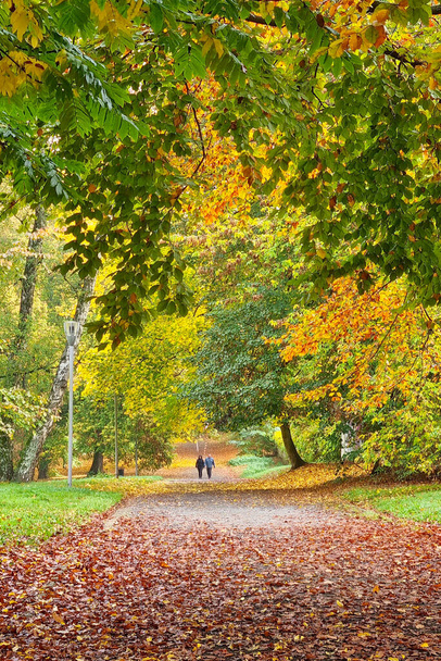 Schöner leuchtend gelb-grün-roter Park im Herbst - Foto, Bild