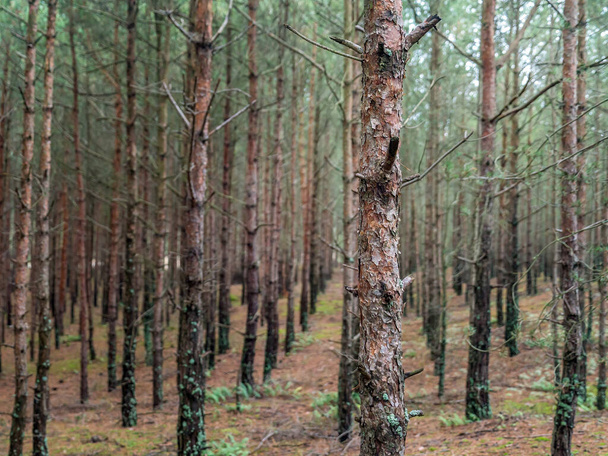 Rows of young spruce trees, Hel Peninsula, Poland - Fotó, kép