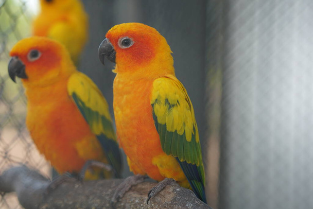 барвисті папуги в парку
 - Фото, зображення
