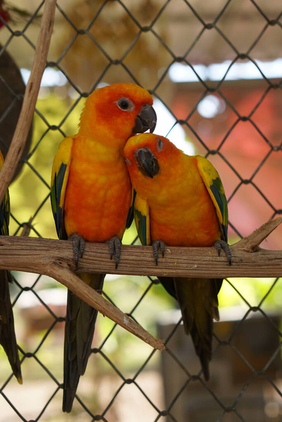 πολύχρωμοι παπαγάλοι στο πάρκο - Φωτογραφία, εικόνα