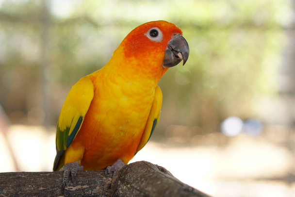Bunte Papageien im Park - Foto, Bild