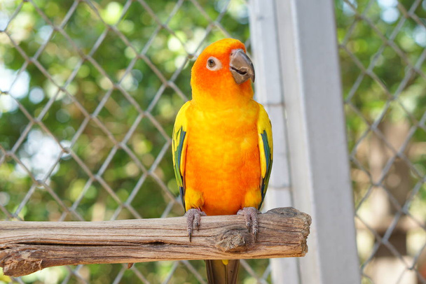 papagaios coloridos no parque - Foto, Imagem