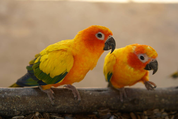 Les perroquets mangent délicieusement des graines de tournesol. - Photo, image