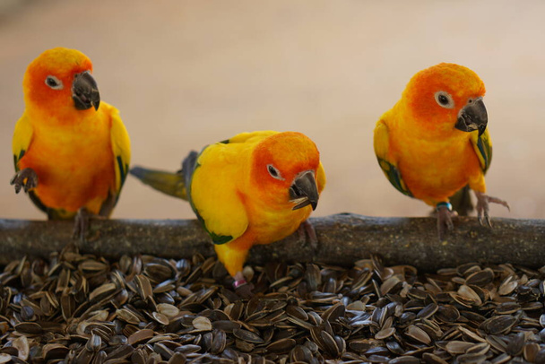 Папуги смачно їдять насіння соняшнику
. - Фото, зображення