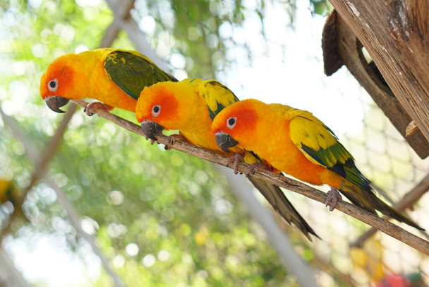színes papagájok a parkban - Fotó, kép