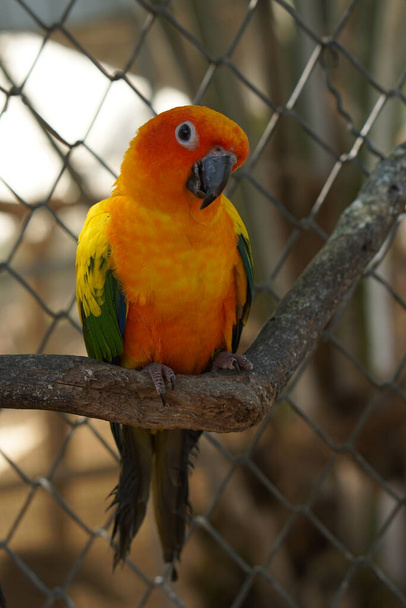 Colorful parrots in the park - Photo, Image