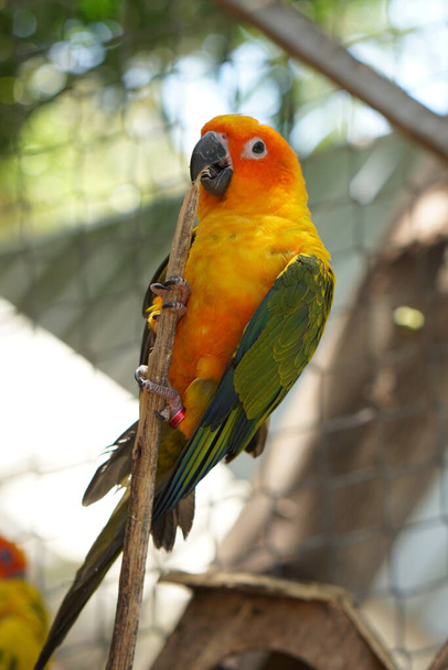 Colorful parrots in the park - Photo, Image