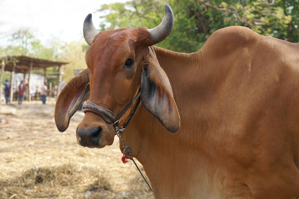 le mucche sono state portate dai loro proprietari per essere vendute al mercato. - Foto, immagini
