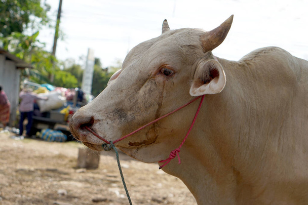 корови були привезені їх власниками для продажу на ринку
. - Фото, зображення