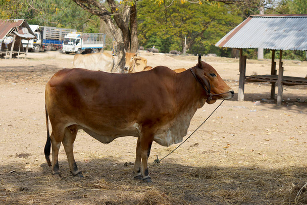 krowy zostały przywiezione przez właścicieli do sprzedaży na rynku. - Zdjęcie, obraz