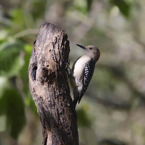 Pájaro carpintero de frente dorada (hembra) (melanerpes aurifons) encaramado en un tronco de árbol - Foto, imagen