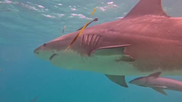 Bimini, Bahamalar 'da Boğa Köpekbalıkları (Carcharhinus leucas) 4k video - Video, Çekim