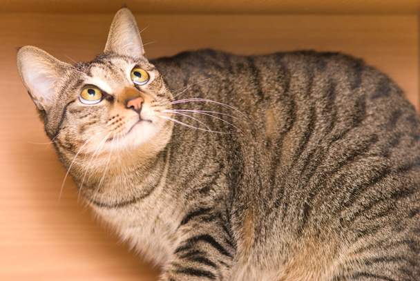 Piel de gato de tabby en la caja de madera
 - Foto, imagen