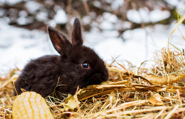 A small and cute black rabbit is sitting on the hay and chewing a leaf. He sits sideways against a background of snow and blurred branches. The photo is blurred. High quality photo - Photo, Image