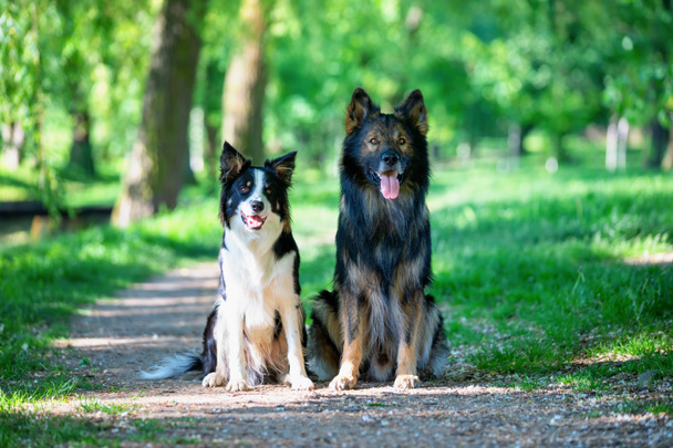 Portrait of two smart Border Collie dogs and a German shepherd in a summer park - Fotó, kép