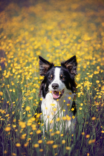 lindo pura raza frontera collie perro corriendo en el prado - Foto, imagen