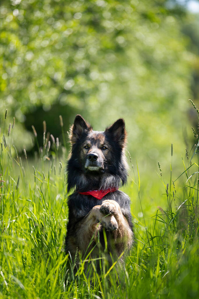lindo perro pastor alemán de pura raza en el prado de verano  - Foto, imagen