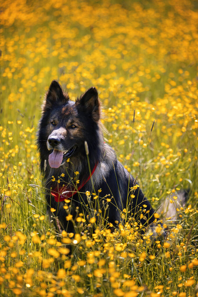 lindo perro pastor alemán de pura raza en el prado de verano  - Foto, imagen