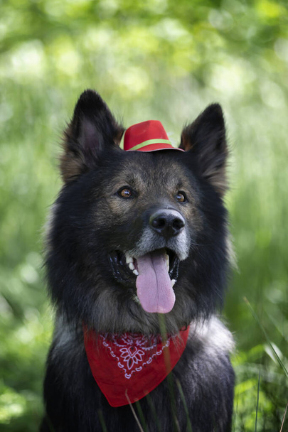 retrato de un lindo perro pastor alemán de raza pura en el prado  - Foto, imagen
