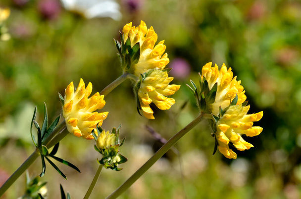 Kwiat żółty woundwort (przelot pospolity) w Alpach Francuskich - Zdjęcie, obraz