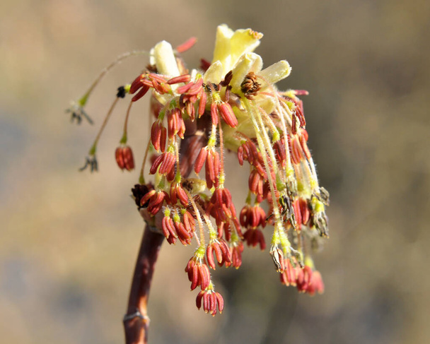 In spring, the ash maple (Acer negundo) blooms in natur - Photo, Image