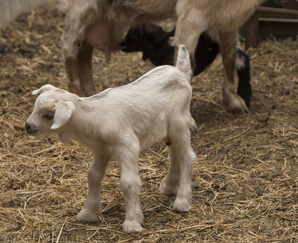 Alpesi kecsketejes állat. Anyaság, kapcsolat egy anya és egy újszülött kecske között. - Fotó, kép