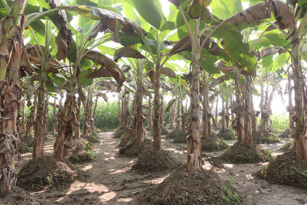 green colored banana tree farm for harvest are cash crops - Valokuva, kuva