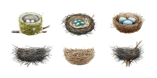 Birds nest hand drawn illustration big set. Watercolor realistic detailed bird natural houses made of sticks, dry grass, straw, branches. Various nests with eggs and empty element collection. - Photo, Image