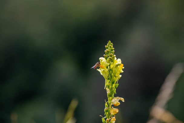 Linaria vulgaris λουλούδι που αναπτύσσεται στα βουνά - Φωτογραφία, εικόνα