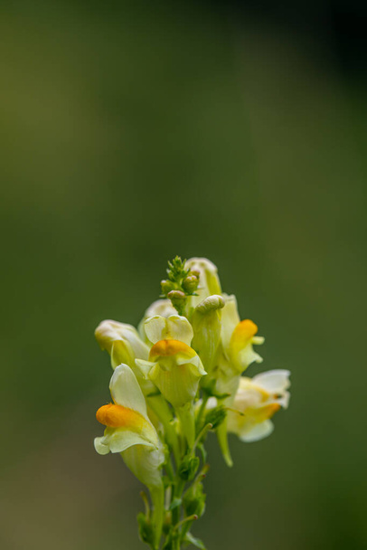 Linaria vulgaris flower growing in mountains - Foto, imagen