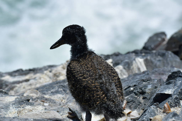 oyster catcher on Rock with chick chile South America. High quality photo - 写真・画像