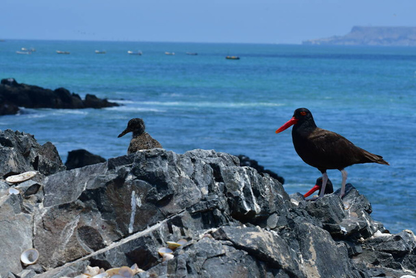 oyster catcher on Rock with chick chile South America. High quality photo - Photo, Image