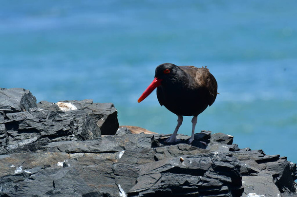 oyster catcher on Rock with chick chile South America. High quality photo - 写真・画像