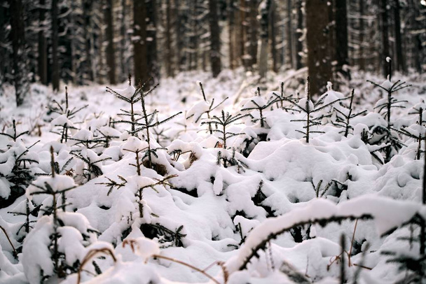 Νεαρό αειθαλές δενδρύλλιο καλυμμένο με χιόνι. Η αναδάσωση των δασών στην Ευρώπη - Φωτογραφία, εικόνα