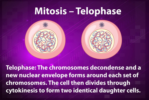 Process of mitosis telophase with explanations illustration - Wektor, obraz