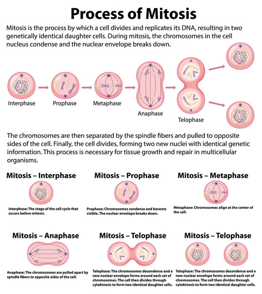 Process of mitosis phases with explanations illustration - Вектор,изображение