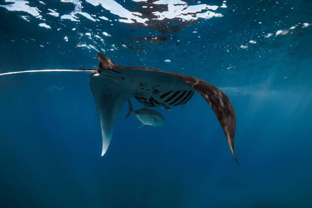 Manta ray fish glides in ocean. Snorkeling with giant fish in blue ocean - Foto, Imagem