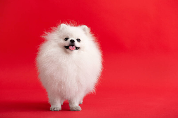 Portraite of cute fluffy puppy of pomeranian spitz. Little smiling dog siting on bright trendy red background. - Fotó, kép