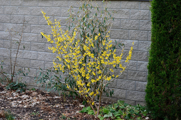 Çok yıllık çiçek tarhı Şubat ayında bile donabilir. Sarkıtlar, karlı kuru saplar, beton duvarın arkasındaki bahçede kar. İlk sarı çiçekli çalılar bir gövde ağacının önünde bile açar. - Fotoğraf, Görsel