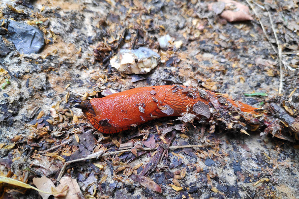 The red slug (Arion rufus), also known as the large red slug, chocolate arion and European red slug, is a species of land slug in the family Arionidae, the roundback slugs. - Photo, Image