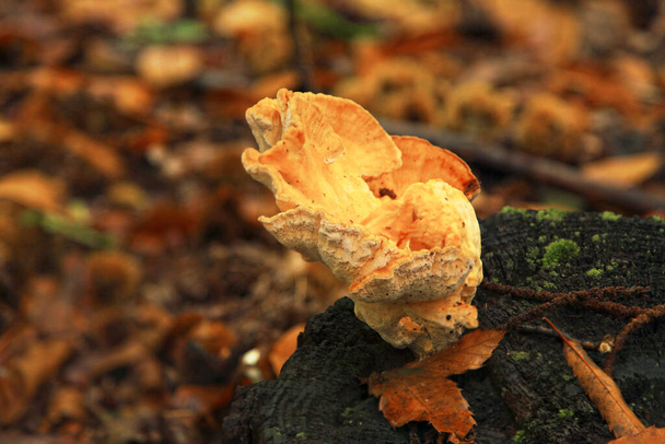 Close-up on a laetiporus sulphureus growing on a tree trunk in the woods. - Fotoğraf, Görsel