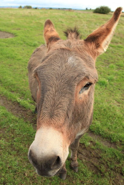 Cute brown donkey in a pasture - Fotó, kép