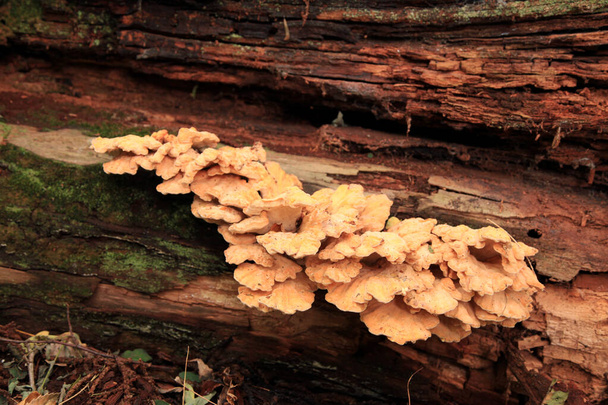Close-up on a sulphur shelf (Laetiporus sulphureus) growing on a tree trunk in the woods. - Foto, Imagen