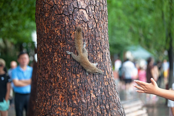 Close-up on a Grey squirrel climbing down a tree to reach the hand of a tourist. - Foto, afbeelding